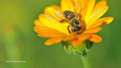 Honey-Bee-On-Flower-Pollin-400x225
